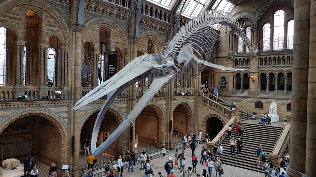 Muzeum Historii Naturalnej w Londynie