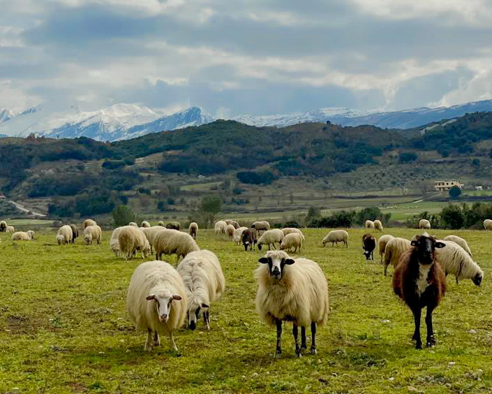 Wyjazd do Albanii owce